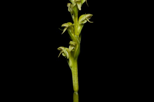 Green Bog Orchid on Akimski Island